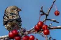 House Finch, Close-Close Crop