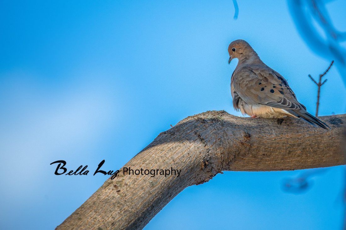 Mourning Dove